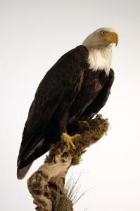 bald eagle