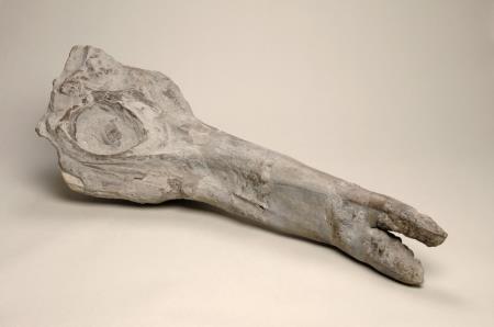 ichthyosaur
